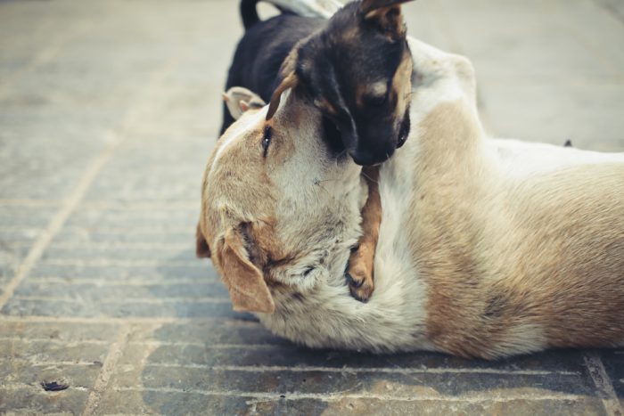 Nepalの犬達 Vol 1 人々の暮らしと気持ち Dog Bless You